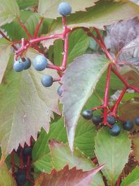 Close-up of berries growing on tree