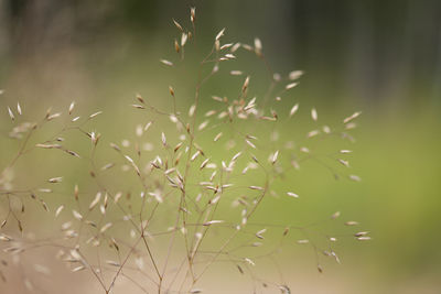 Close-up of plant against blurred background