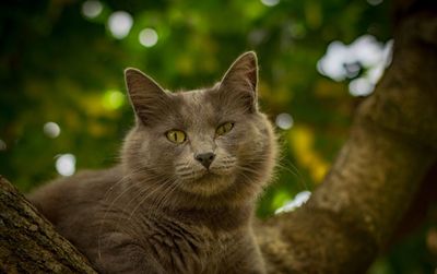 Close-up portrait of a cat