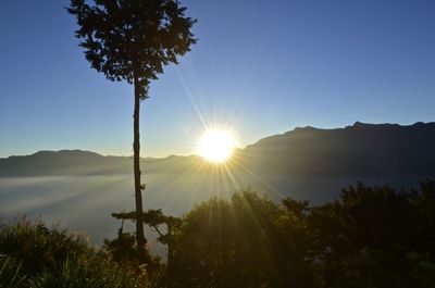 Silhouette trees against sky during sunset