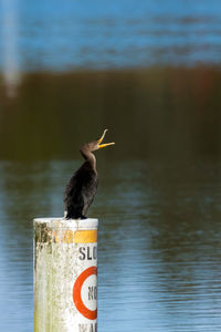 Bird on lake