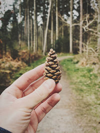 Cropped hand holding pine cone