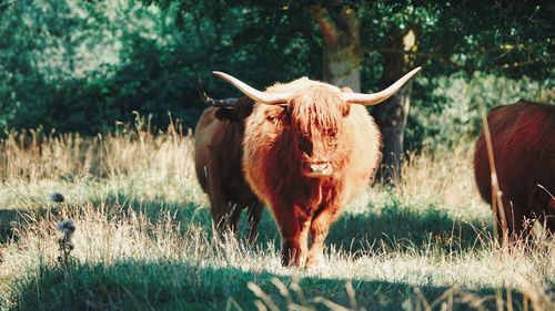 Cow in a field