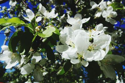 Close-up of white flowering plant