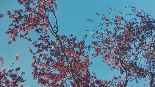 Low angle view of pink flowers against blue sky