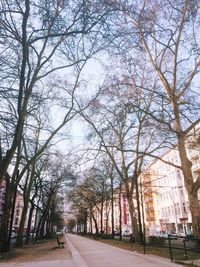 Road passing through bare trees