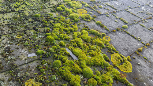High angle view of leaf