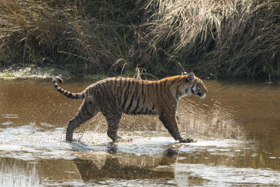 Side view of a cub drinking water