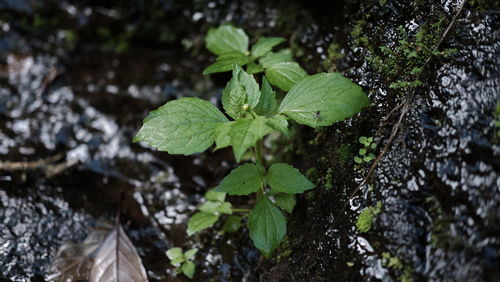 Close-up of fresh green leaves on tree trunk