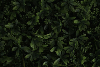 A close up of green leaves background. nature concept. copy space