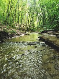 Stream flowing in forest