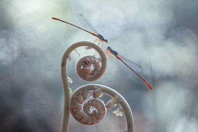 Damselflies on plants