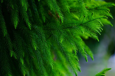 A bush of green pine leaf