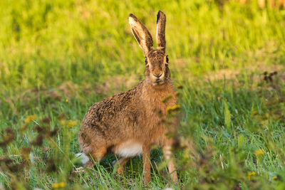 First hare in a wild meadow