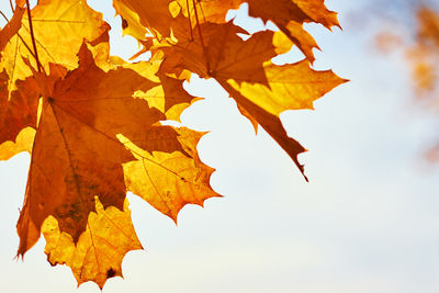 Low angle view of maple leaves against sky