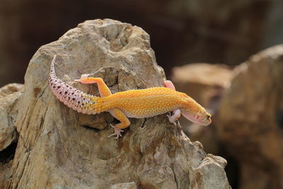 Close-up of lizard on rock