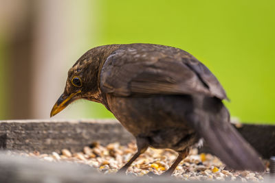 Close-up side view of a bird against blurred background