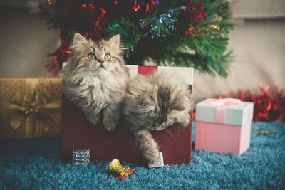 Cats in box against christmas decoration