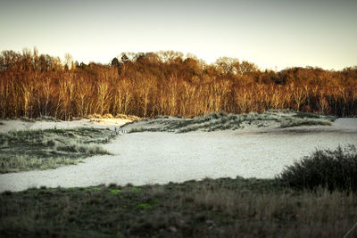 Plants growing on land against sky during winter