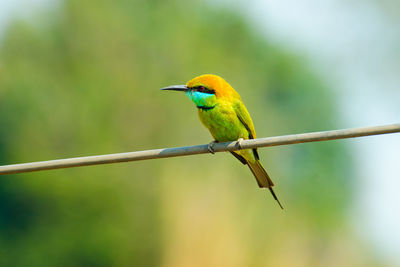 Close-up of green bee-eater perching on cable
