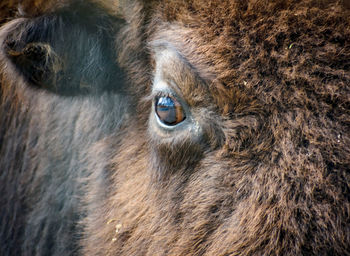 Close-up portrait of a horse