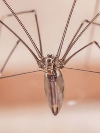 Close-up of butterfly