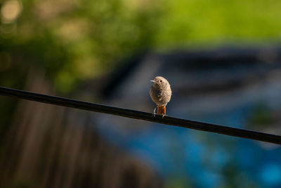 Close-up of bird on plant