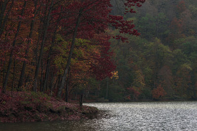 River amidst trees in forest during autumn
