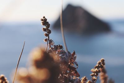 Close-up of wilted plant by sea against sky