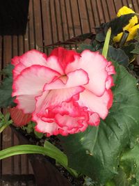 Close-up of pink flower blooming outdoors