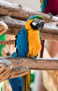 Close-up of parrot perching on wood