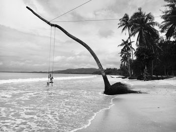 Woman sitting on swing hanging from palm tree at beach