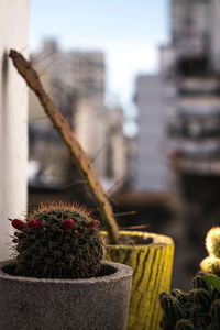 Close-up of potted plant