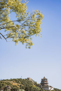 Low angle view of tree against sky