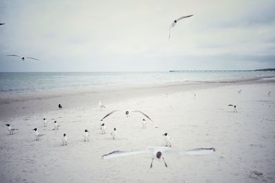 Birds flying over beach against sky