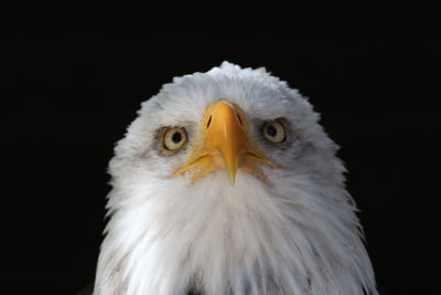 Close-up of eagle against black background