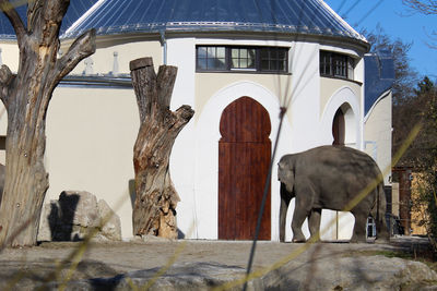 View of elephant against building