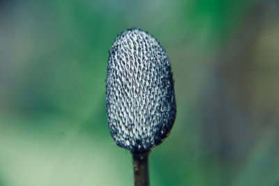 Close-up of an insect on flower