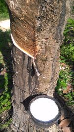 Close-up of tree trunk