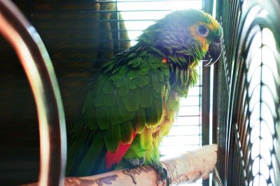 Close-up of parrot in cage