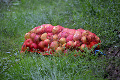 Close-up of red berries on grassy field