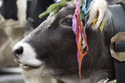 Close-up of a cow