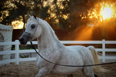 White horse in field during sunset