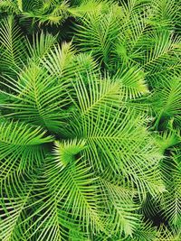 High angle view of palm tree leaves