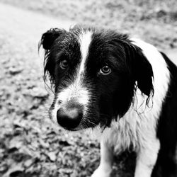 Close-up of dog