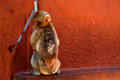 Cat sitting against wall