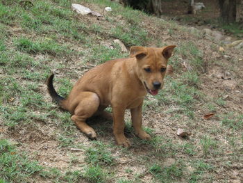 Portrait of dog on grass