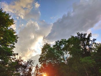 Low angle view of trees against sky