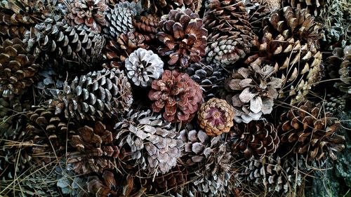 Full frame shot of plants