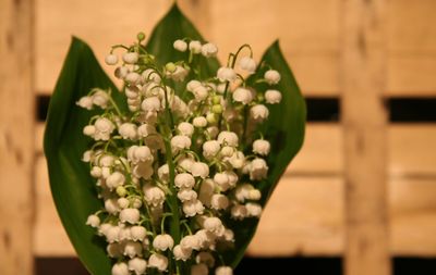 Close-up of flowers